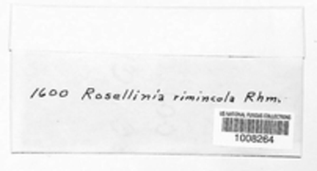 Rosellinia rimincola image